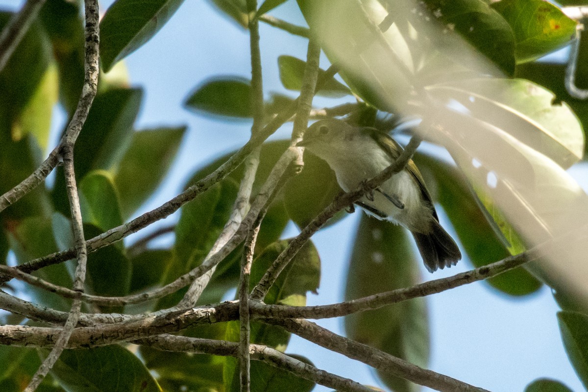 Green-backed Gerygone - ML64904471