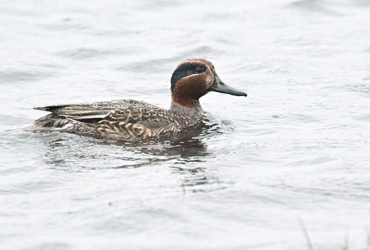 Çamurcun - ML649044788