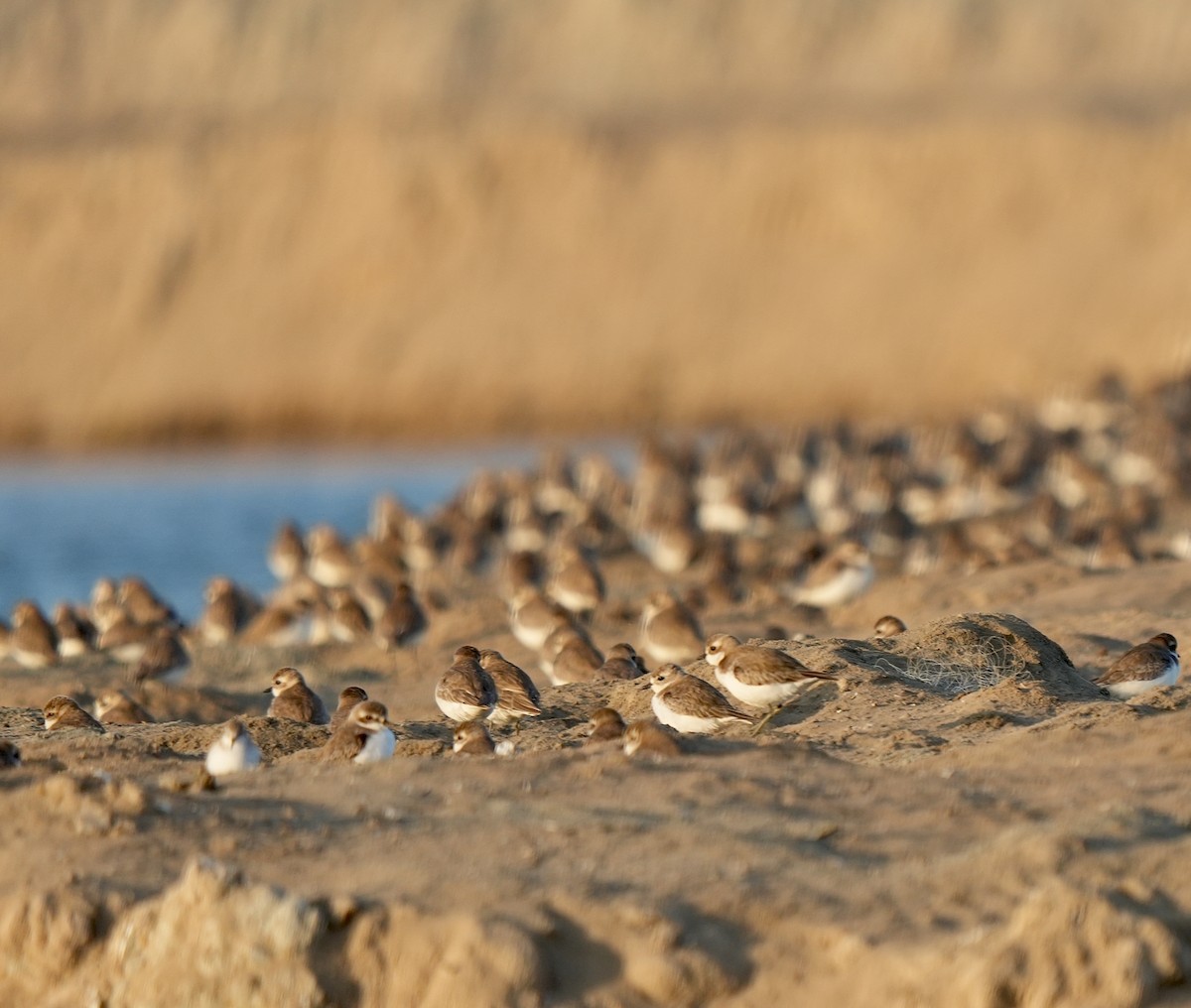 Tibet Cılıbıtı - ML649044891
