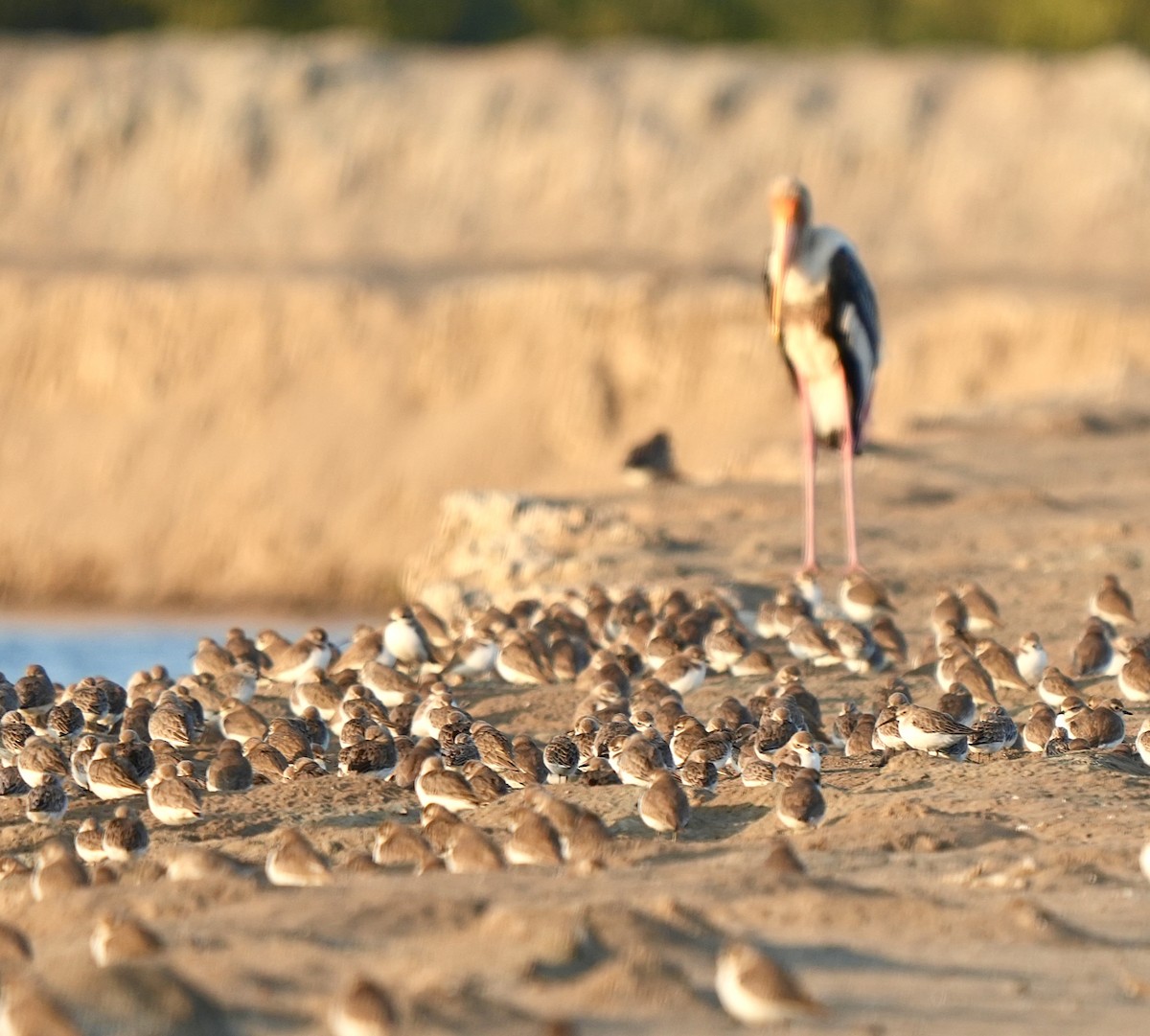 Tibet Cılıbıtı - ML649044892