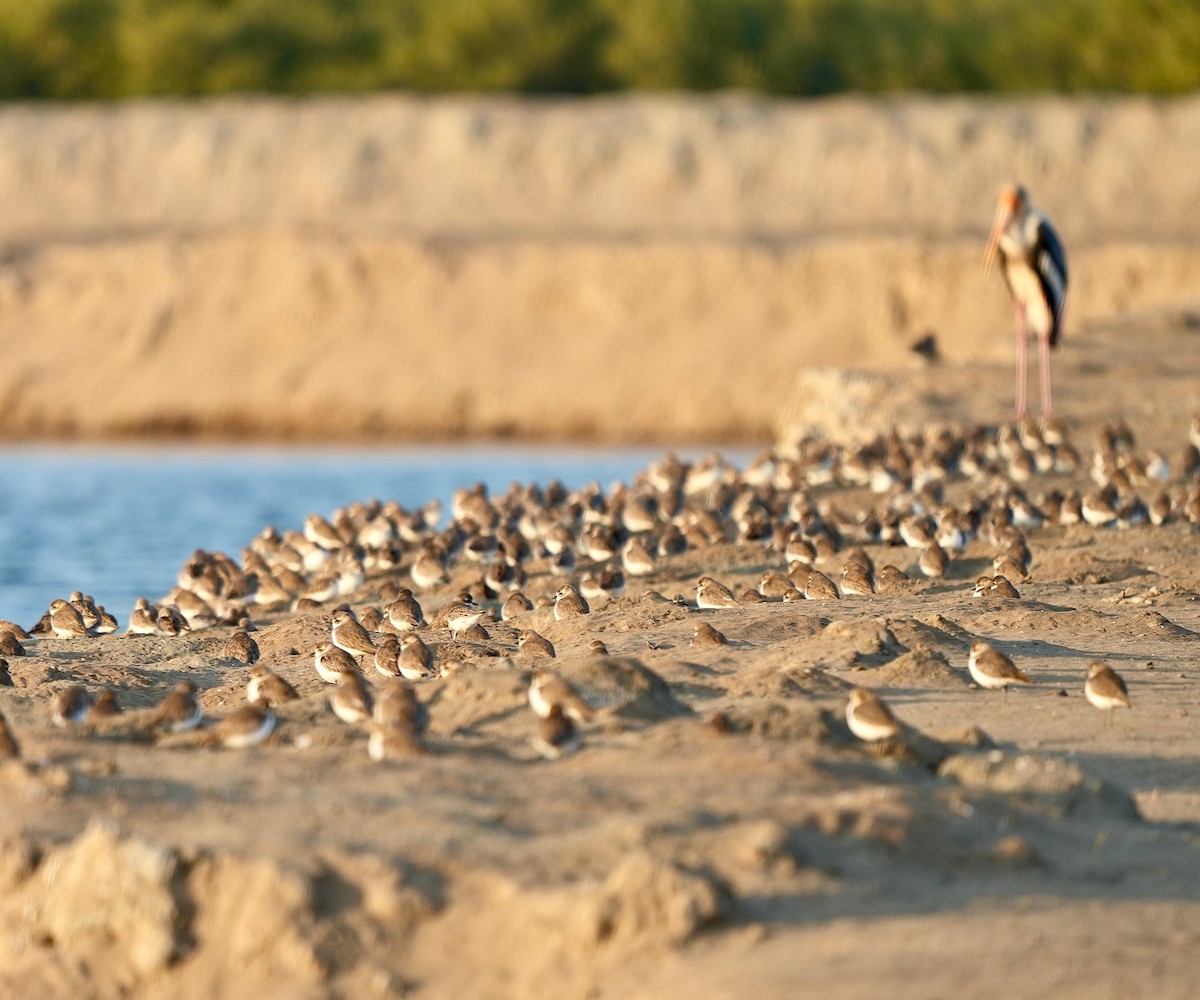 Tibet Cılıbıtı - ML649044895