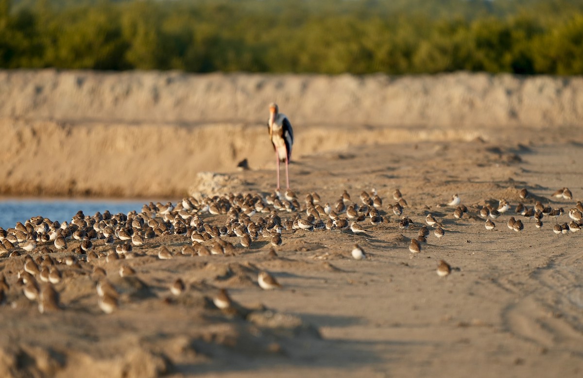 Tibet Cılıbıtı - ML649044902