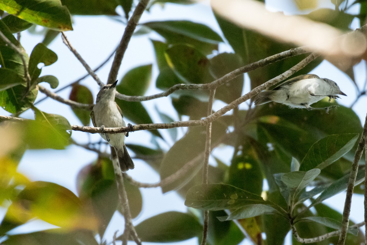 Green-backed Gerygone - ML64904501