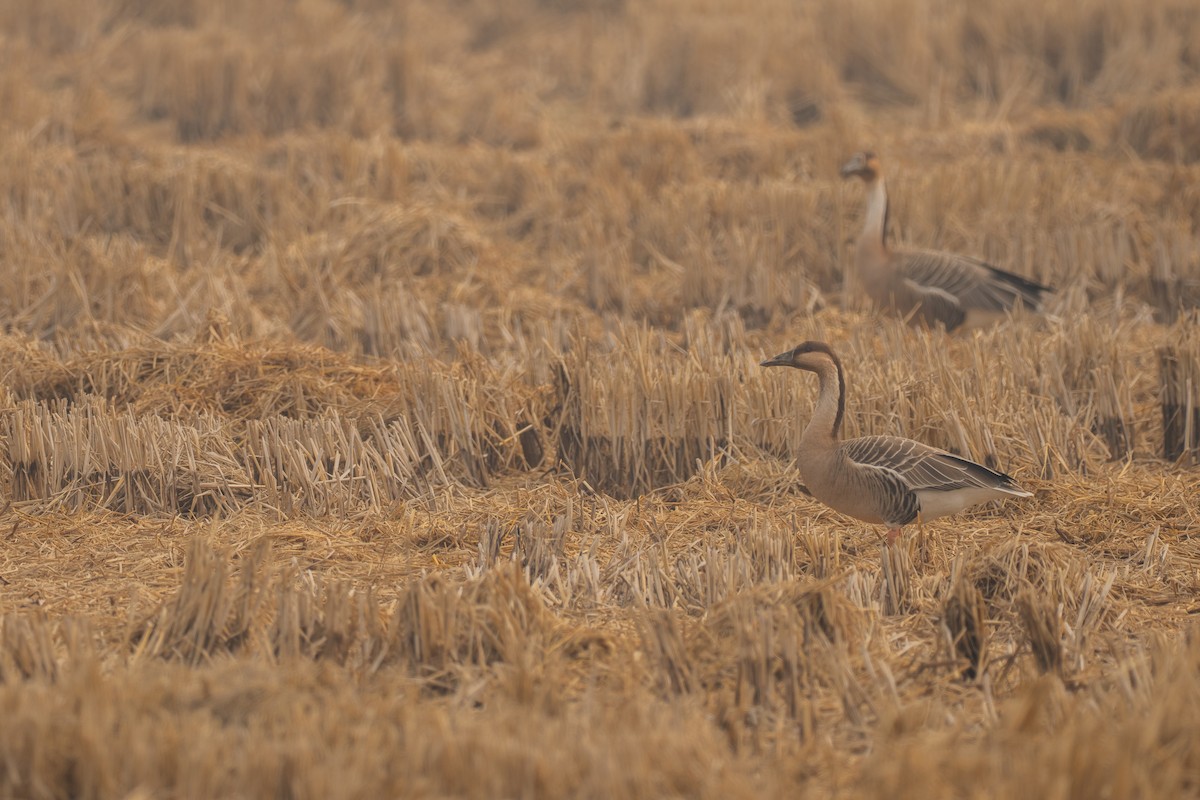 Ánsar Cisnal - ML649045157