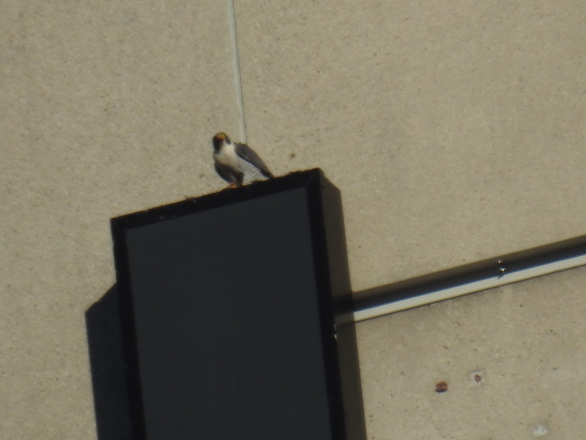 Peregrine Falcon - ML649045191