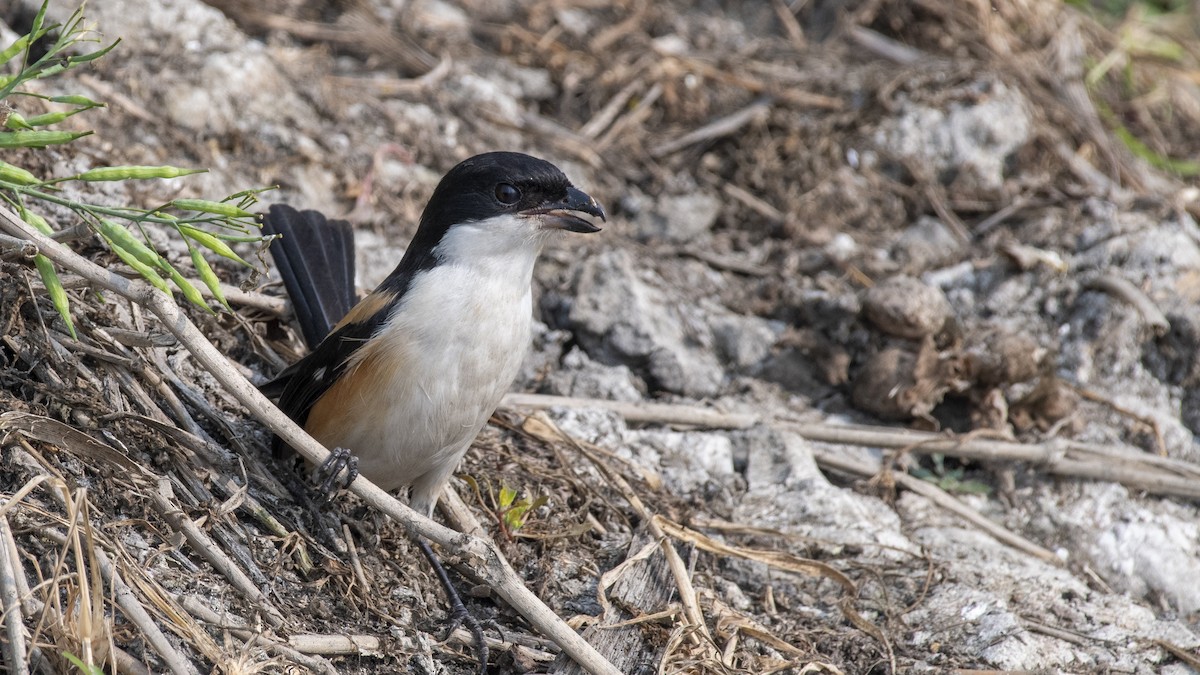 Alcaudón Schach - ML649045310