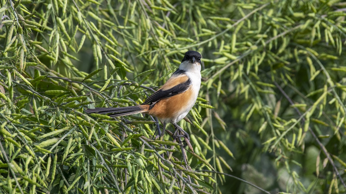 Alcaudón Schach - ML649045311