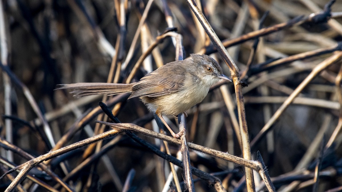 Prinia Sencilla - ML649045315