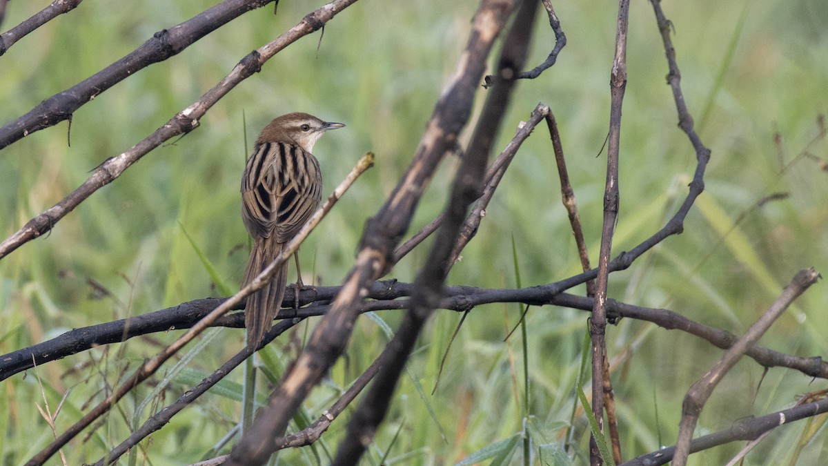 Yerbera Palustre - ML649045328