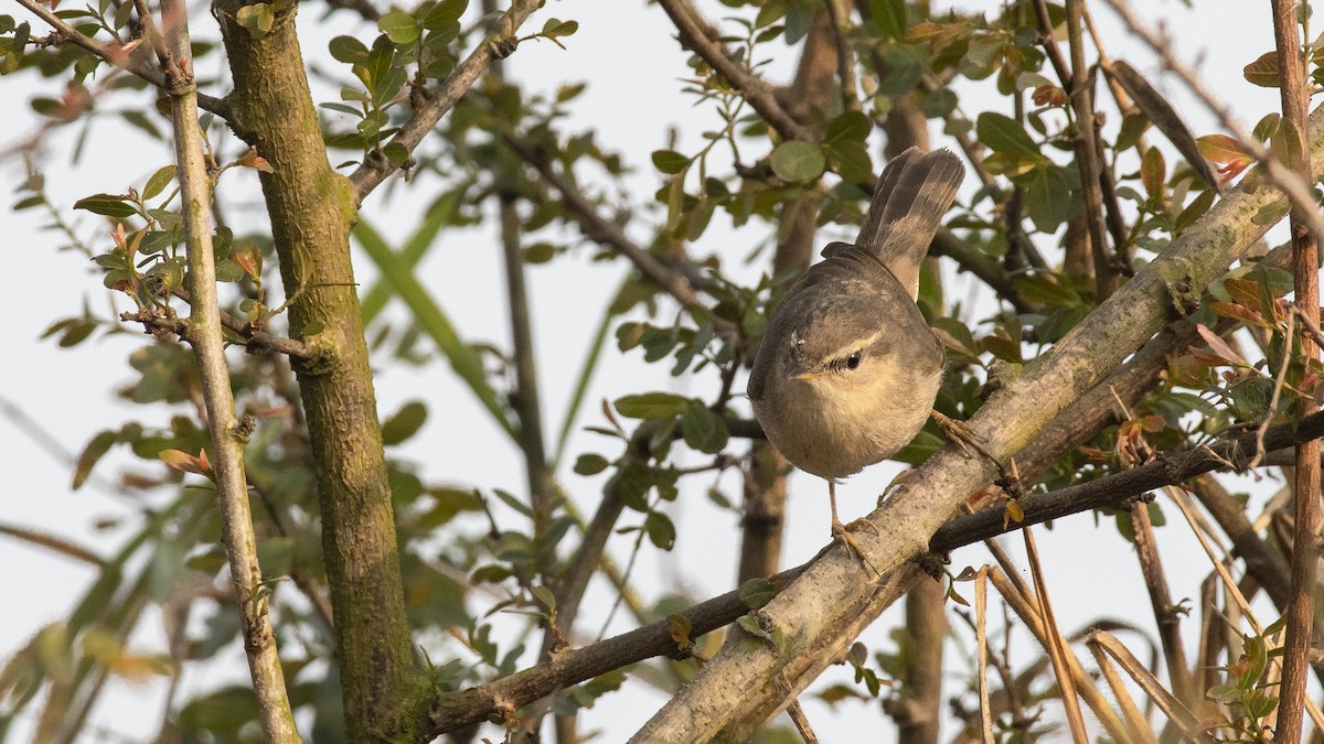 Mosquitero Sombrío - ML649045333