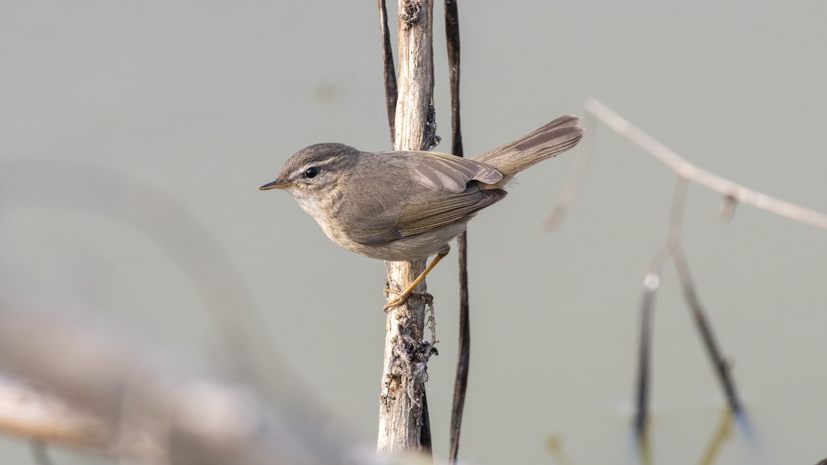 Mosquitero Sombrío - ML649045334