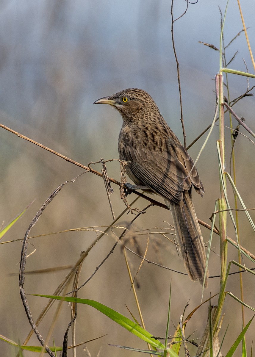 Turdoide de Earle - ML649045343