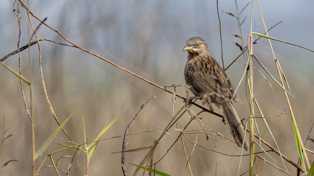 Turdoide de Earle - ML649045344