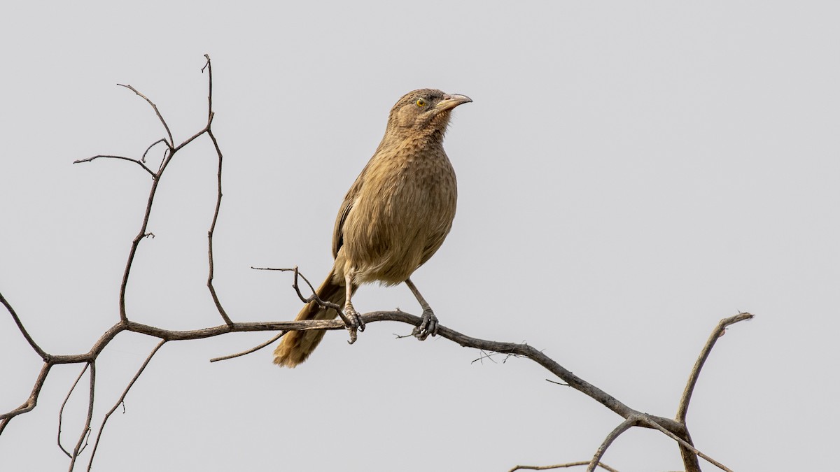Turdoide de Earle - ML649045346