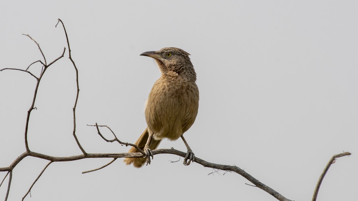 Turdoide de Earle - ML649045351