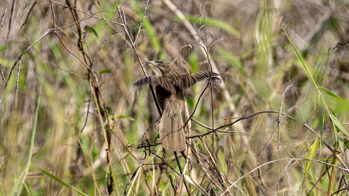 Turdoide de Earle - ML649045352