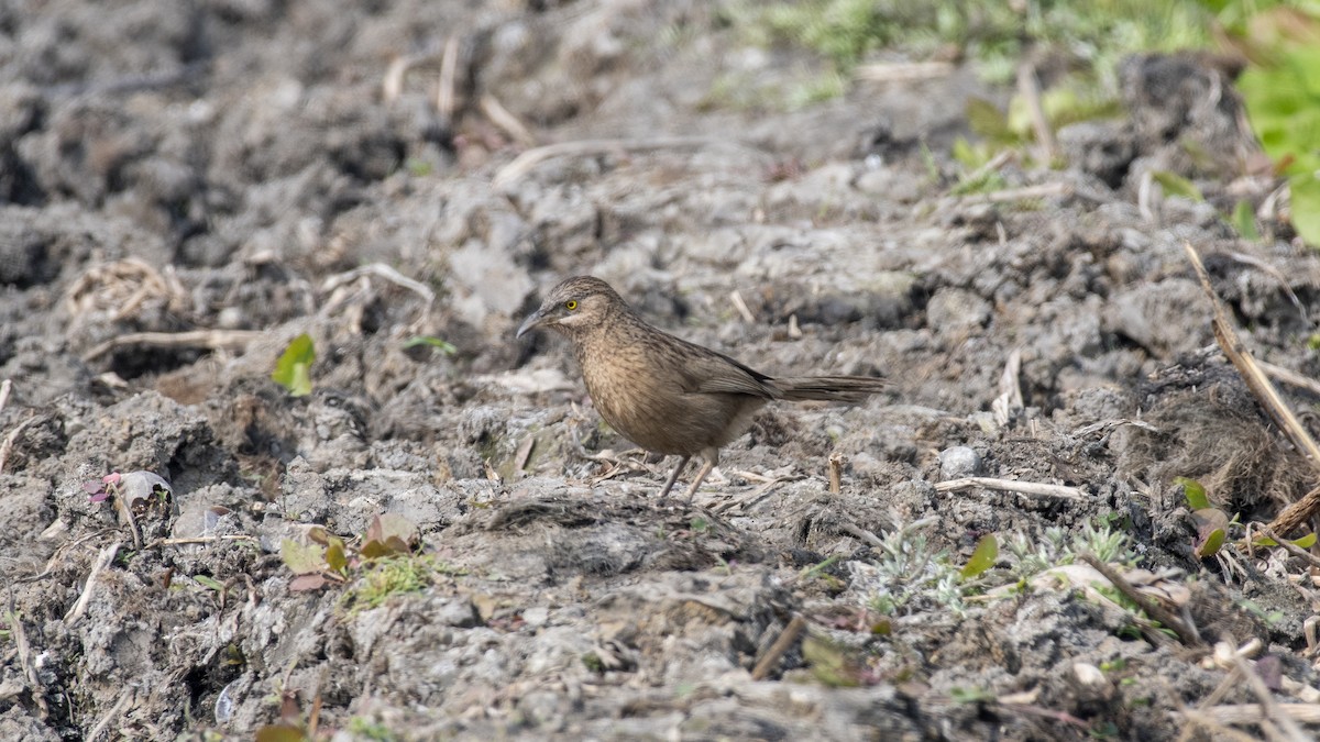 Turdoide de Earle - ML649045359