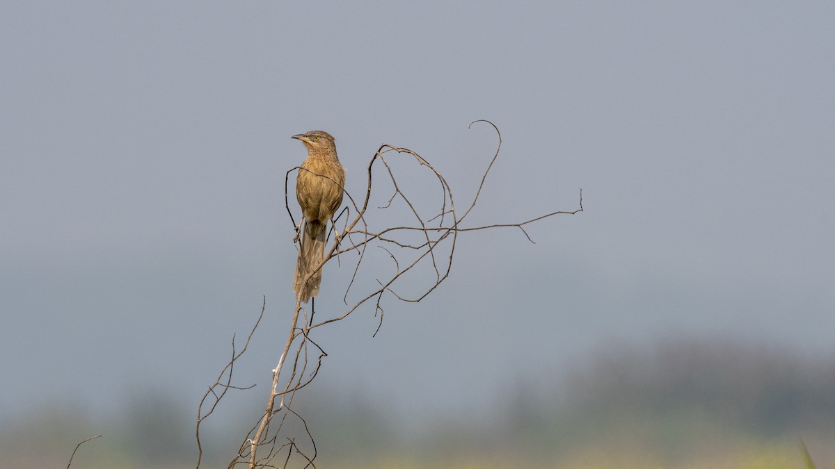 Turdoide de Earle - ML649045364