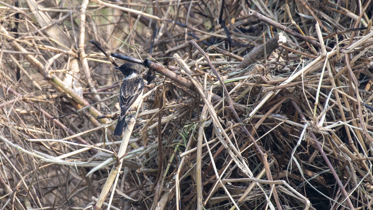 Tarabilla Siberiana - ML649045368