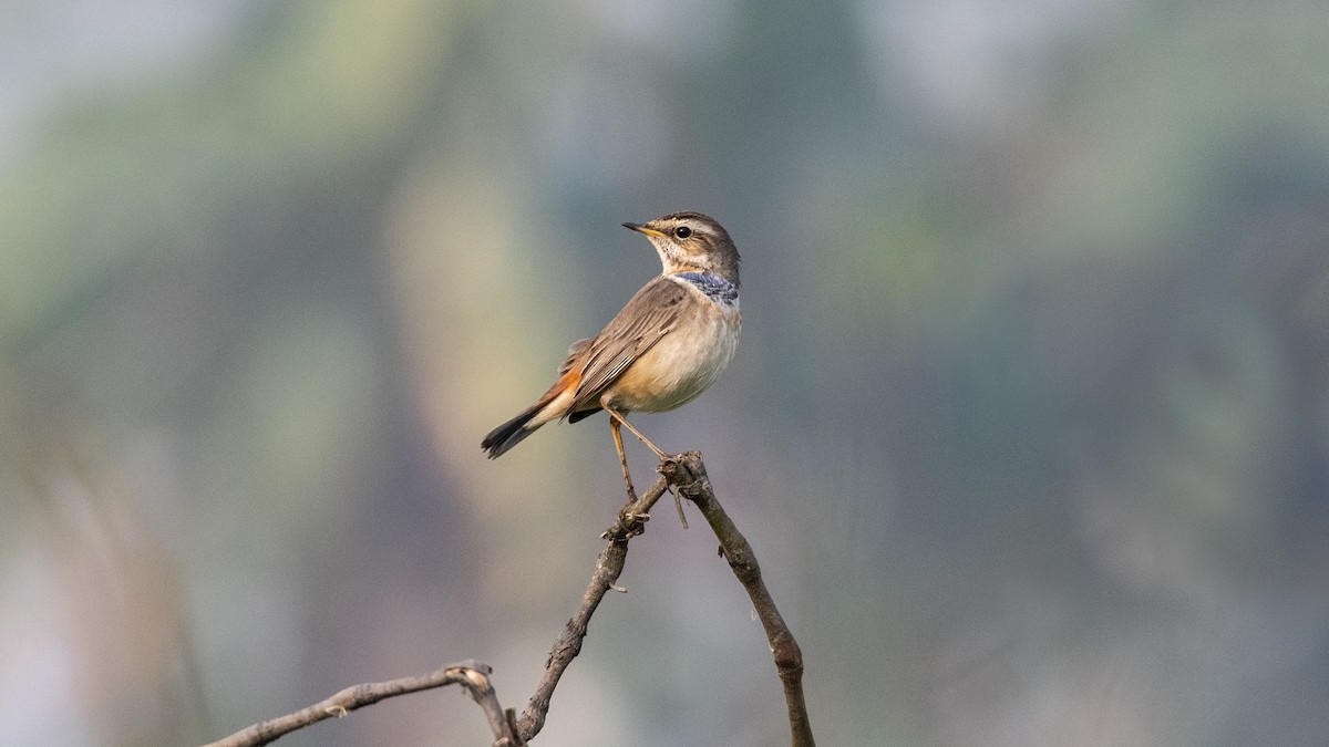 Ruiseñor Pechiazul - ML649045377