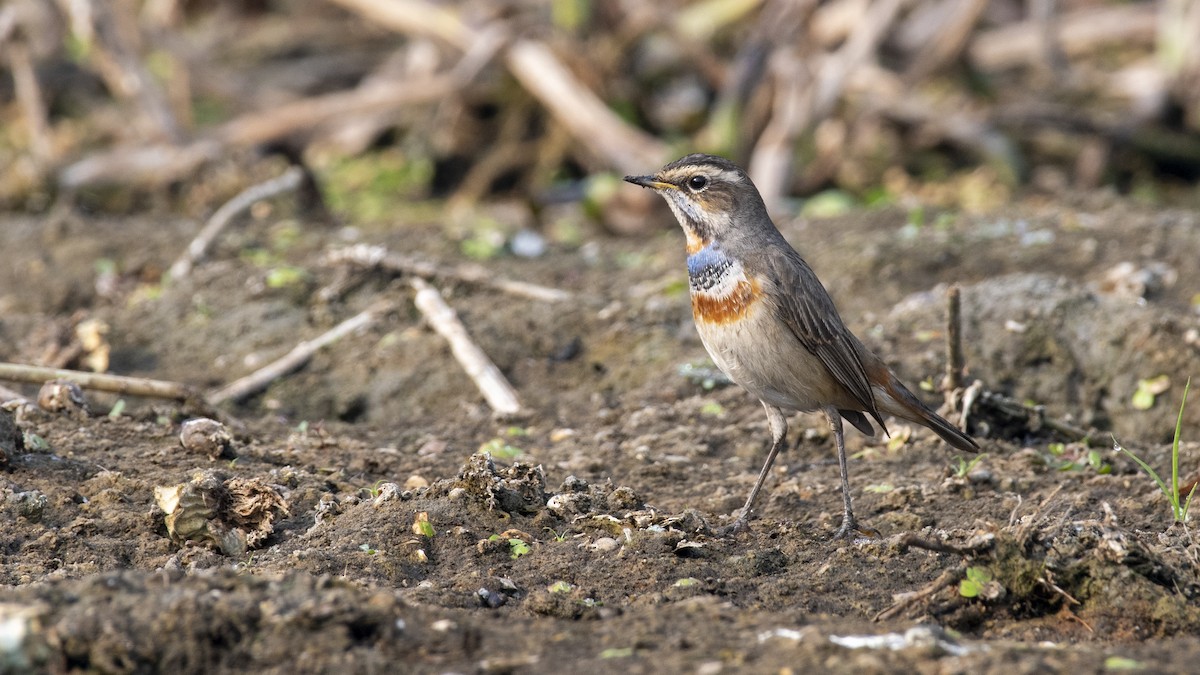Ruiseñor Pechiazul - ML649045378