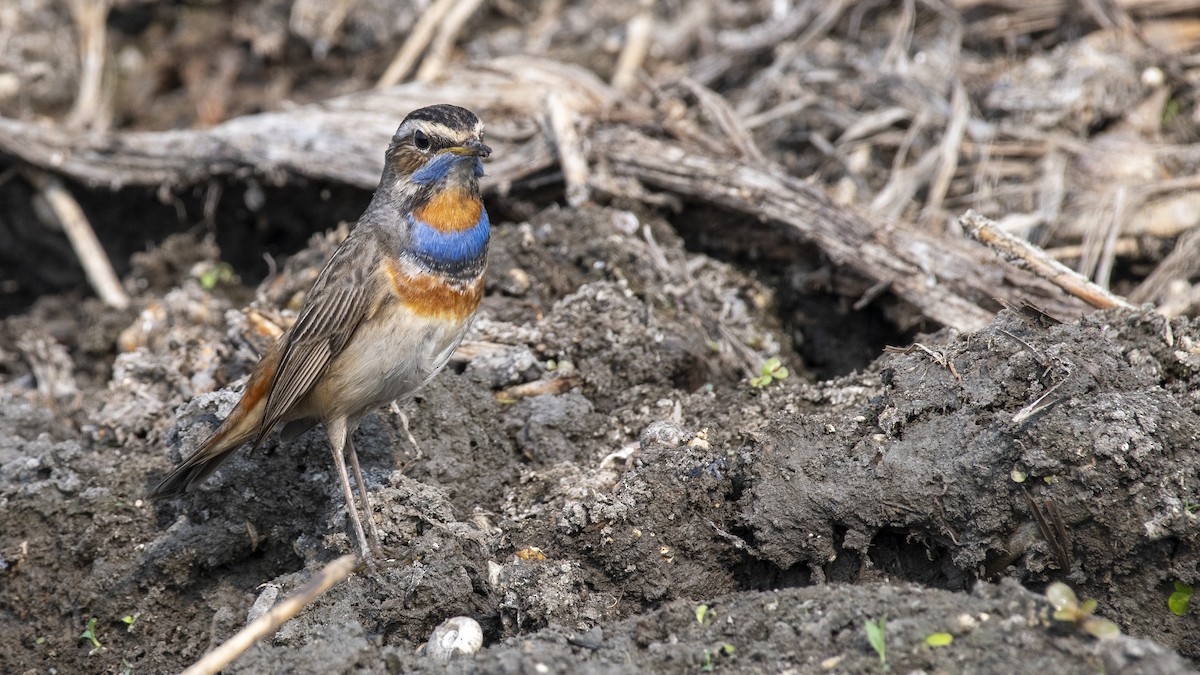 Ruiseñor Pechiazul - ML649045379