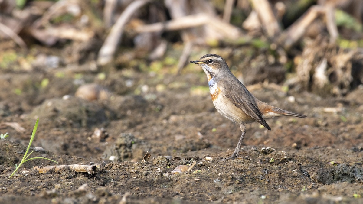 Ruiseñor Pechiazul - ML649045380