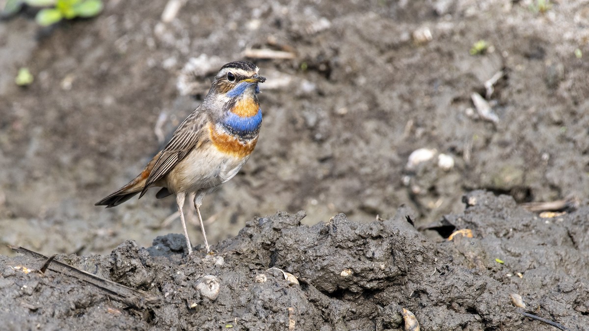 Ruiseñor Pechiazul - ML649045381