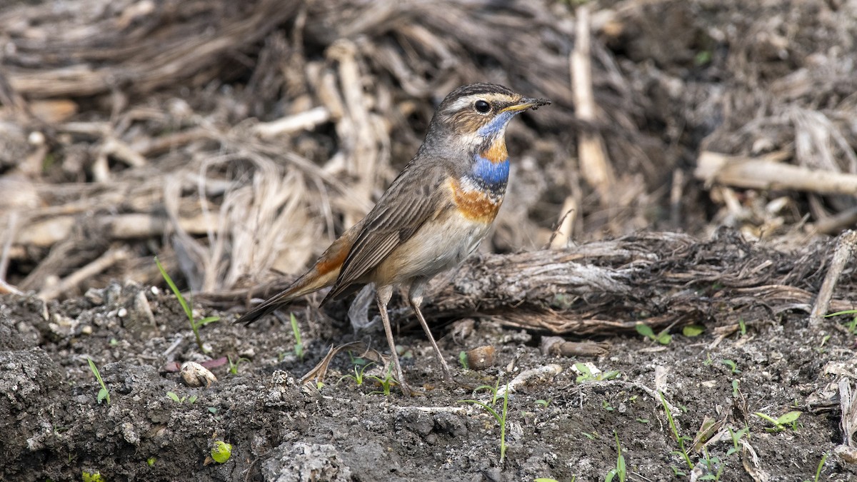 Ruiseñor Pechiazul - ML649045382