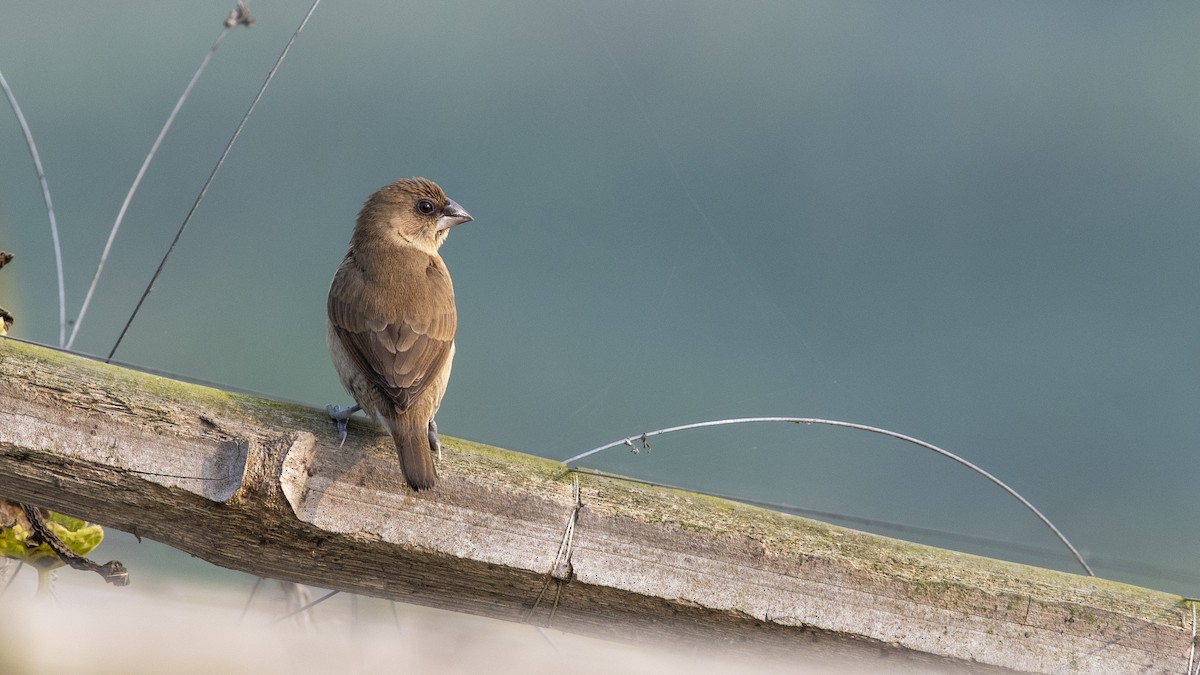 Capuchino Punteado - ML649045389