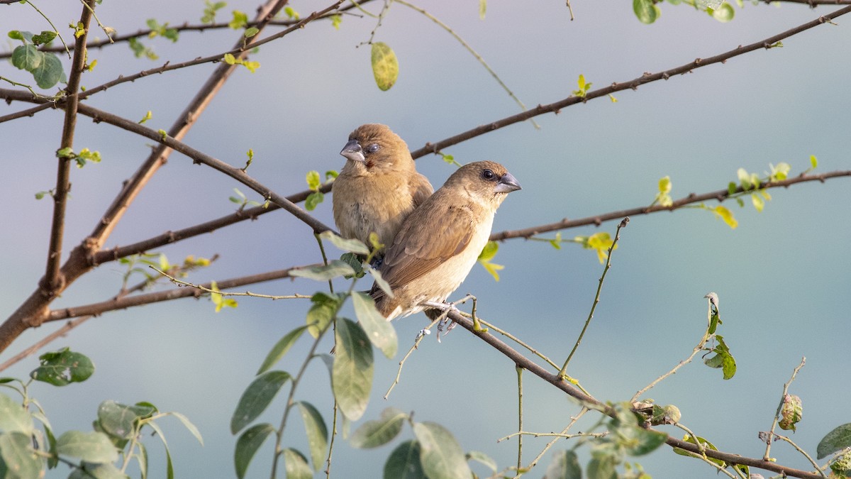 Capuchino Punteado - ML649045390