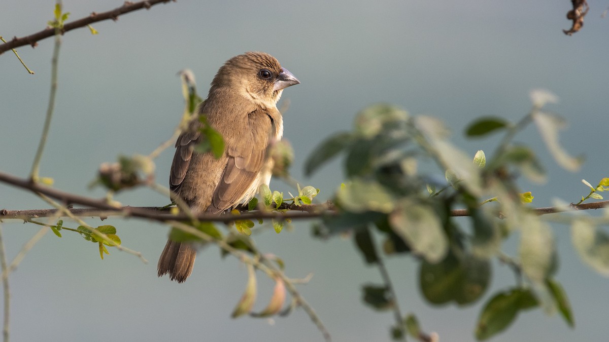 Capuchino Punteado - ML649045391