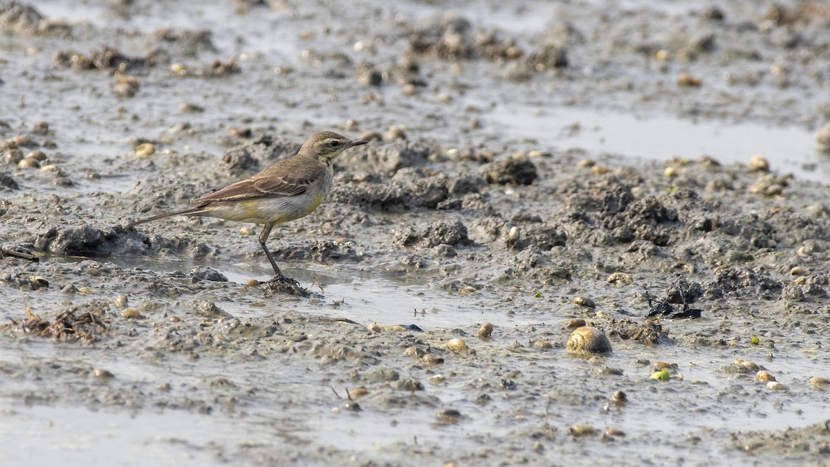 Lavandera de Chukotka - ML649045394