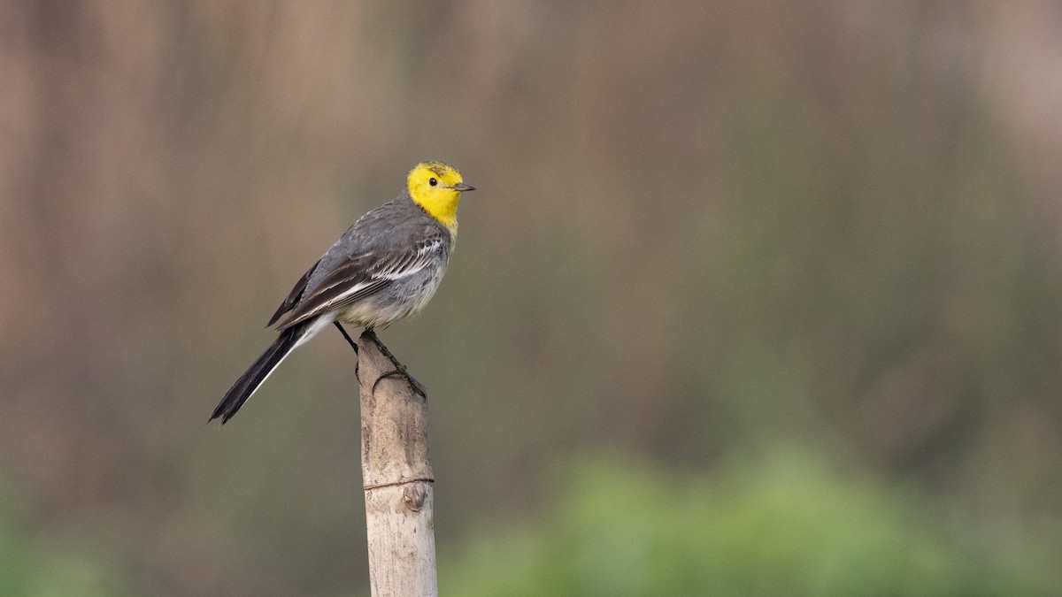 Lavandera Cetrina - ML649045401