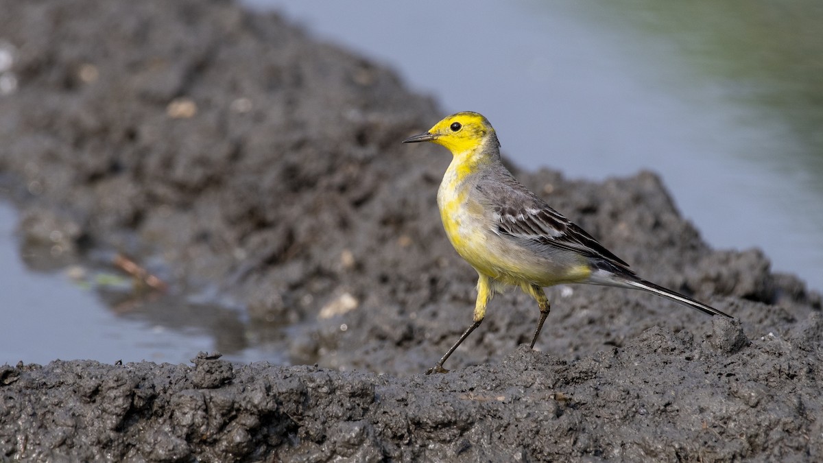 Lavandera Cetrina - ML649045404