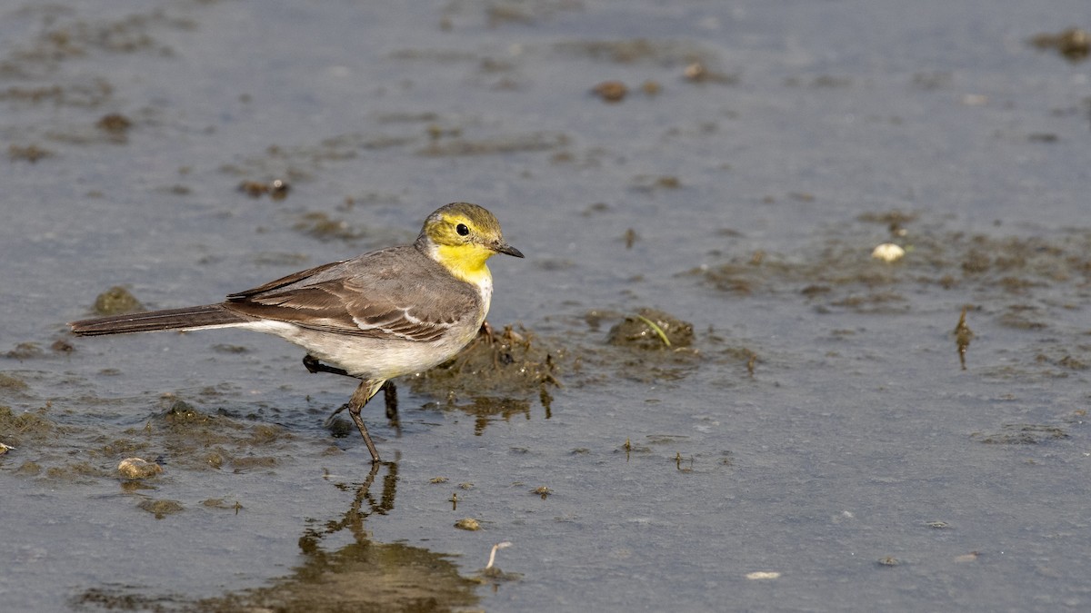 Lavandera Cetrina - ML649045405