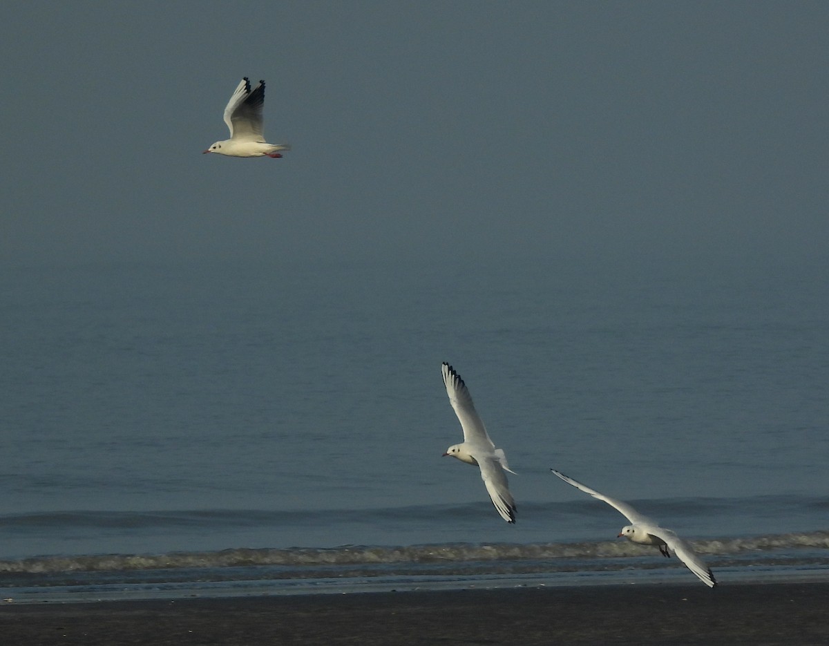 Gaviota Reidora - ML649045820