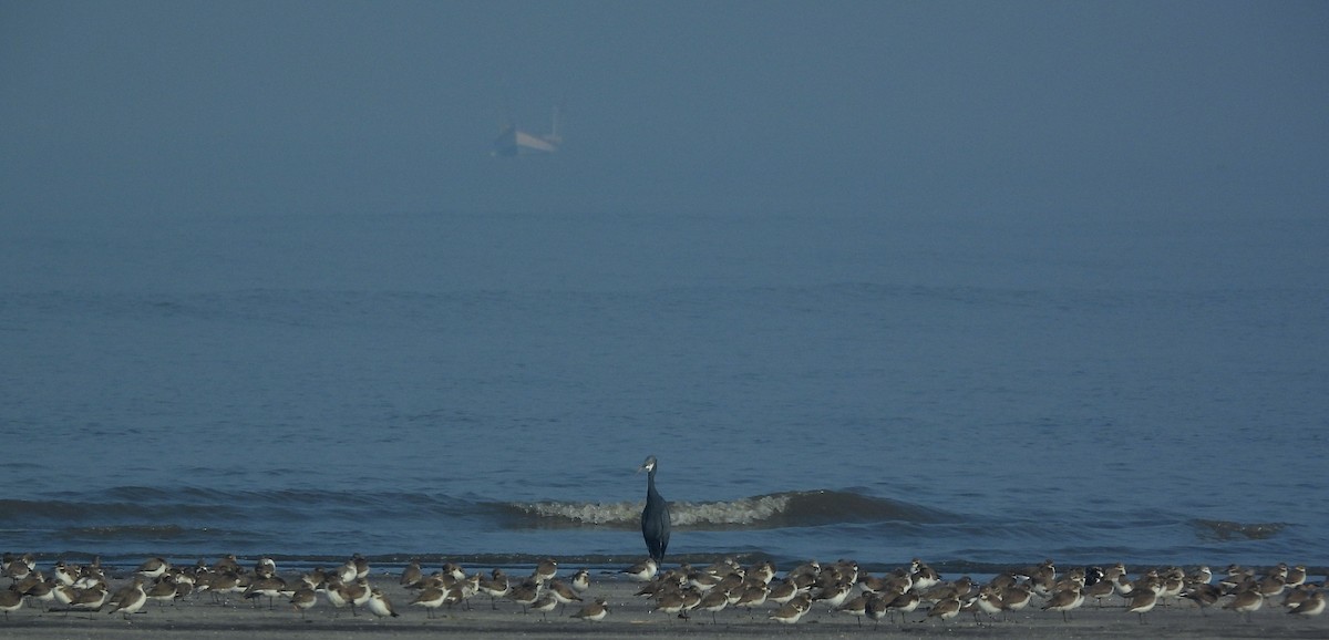 Garceta Dimorfa - ML649045902