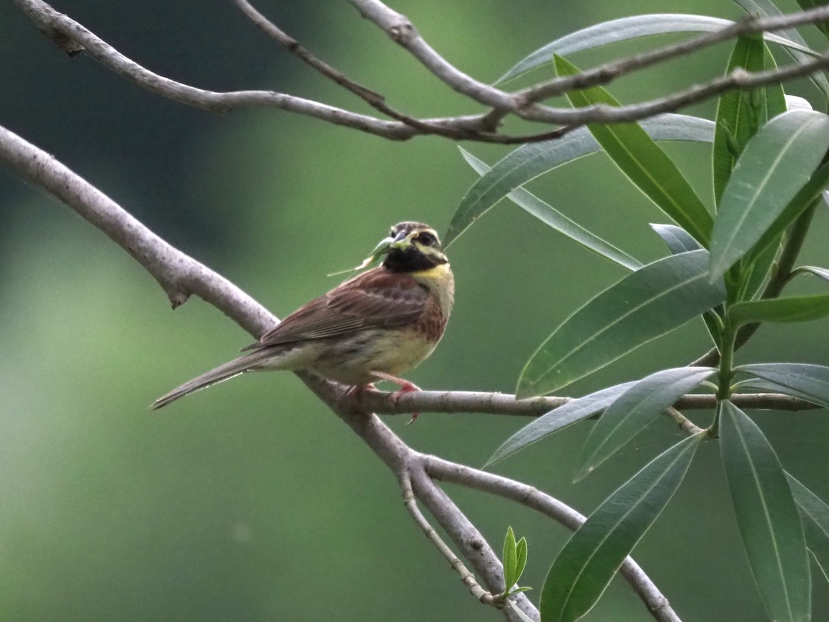 Cirl Bunting - ML649045998