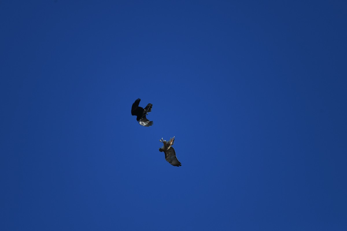 Common Raven - ML649046010