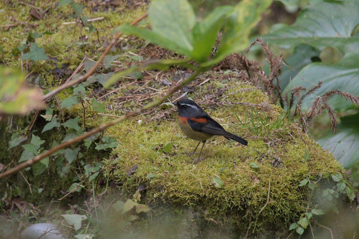 栗背林鴝 - ML649046013