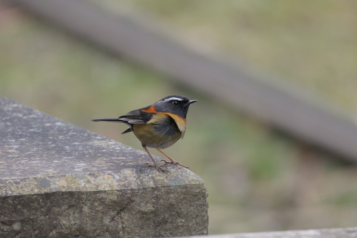 栗背林鴝 - ML649046015