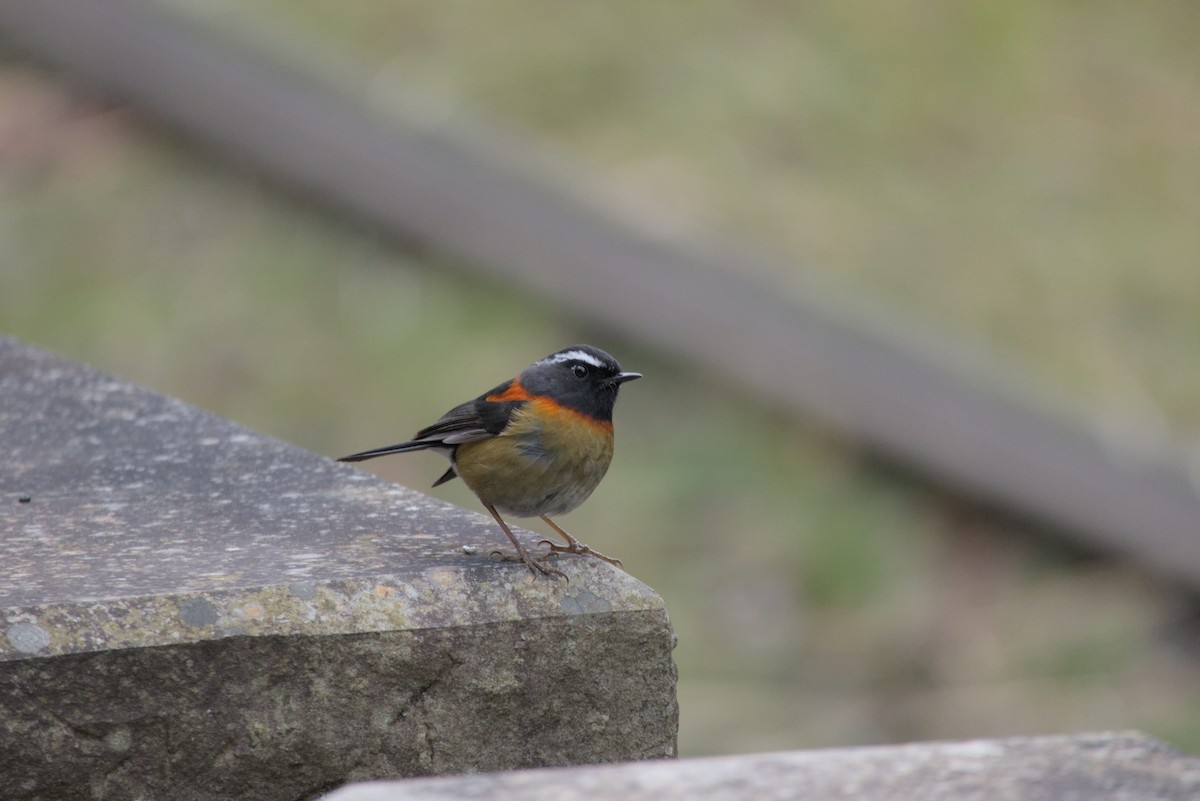 栗背林鴝 - ML649046016