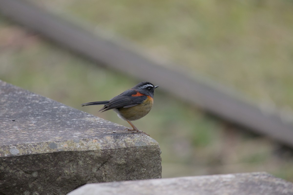 栗背林鴝 - ML649046017