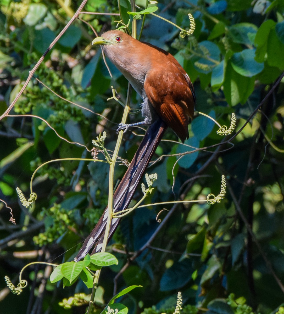 Common Squirrel-Cuckoo - ML649046018