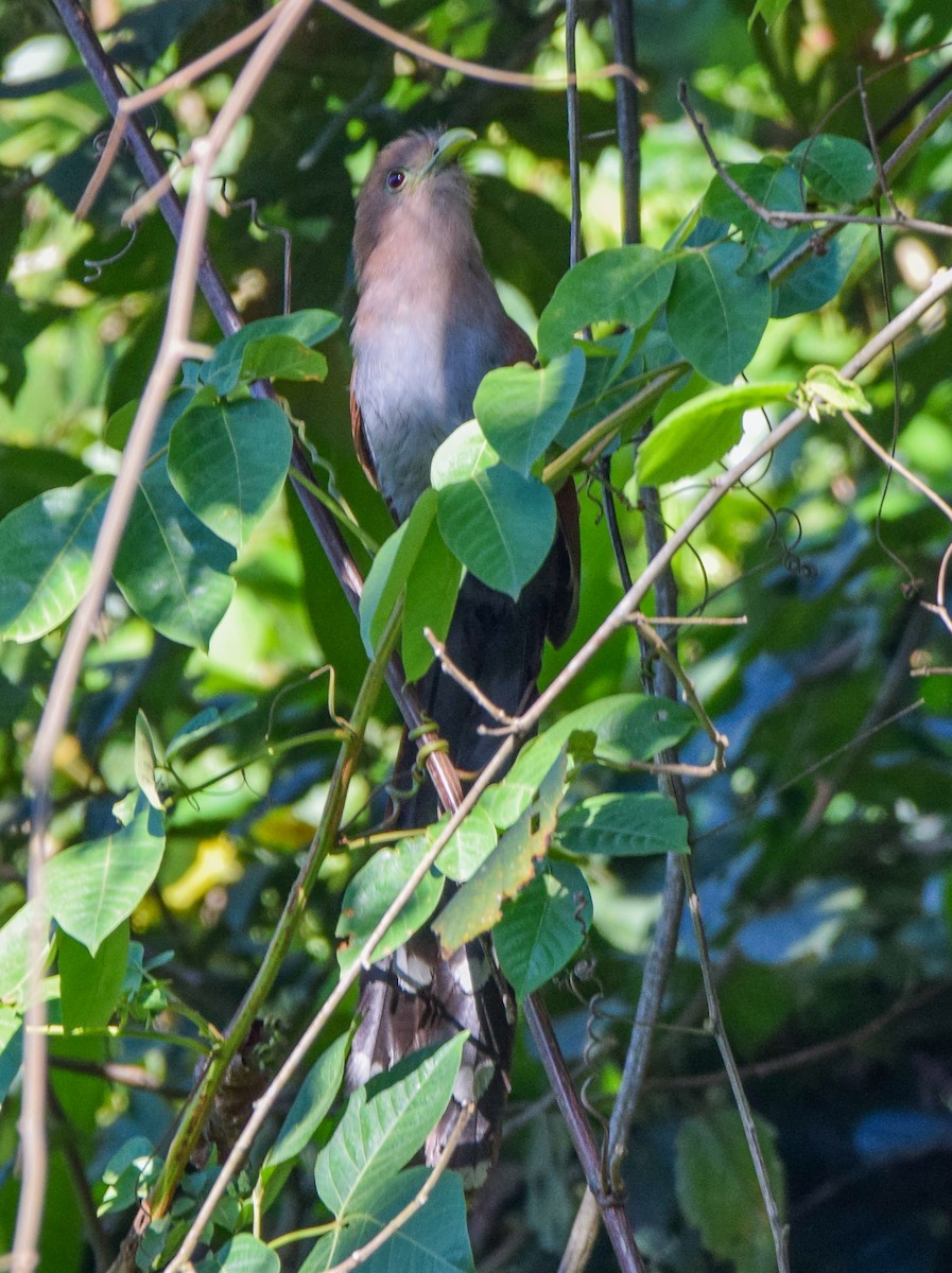 Common Squirrel-Cuckoo - ML649046019