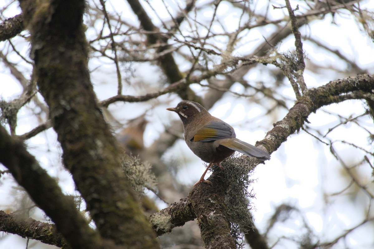 臺灣噪眉 - ML649046020