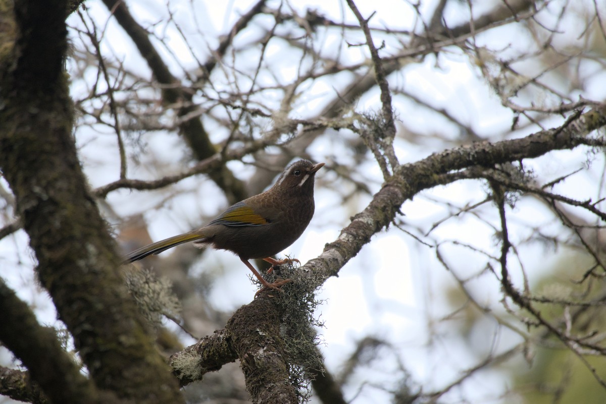 臺灣噪眉 - ML649046021