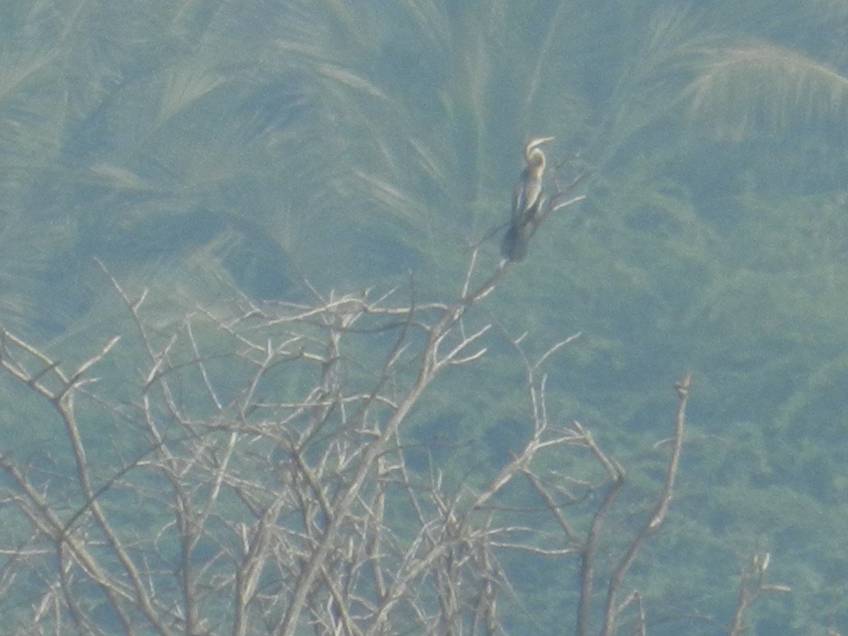 Oriental Darter - ML649046022