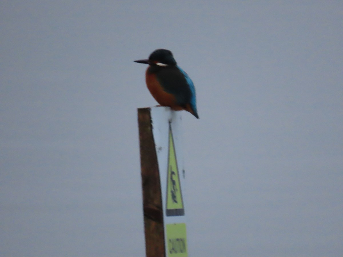 翠鳥 - ML649046027